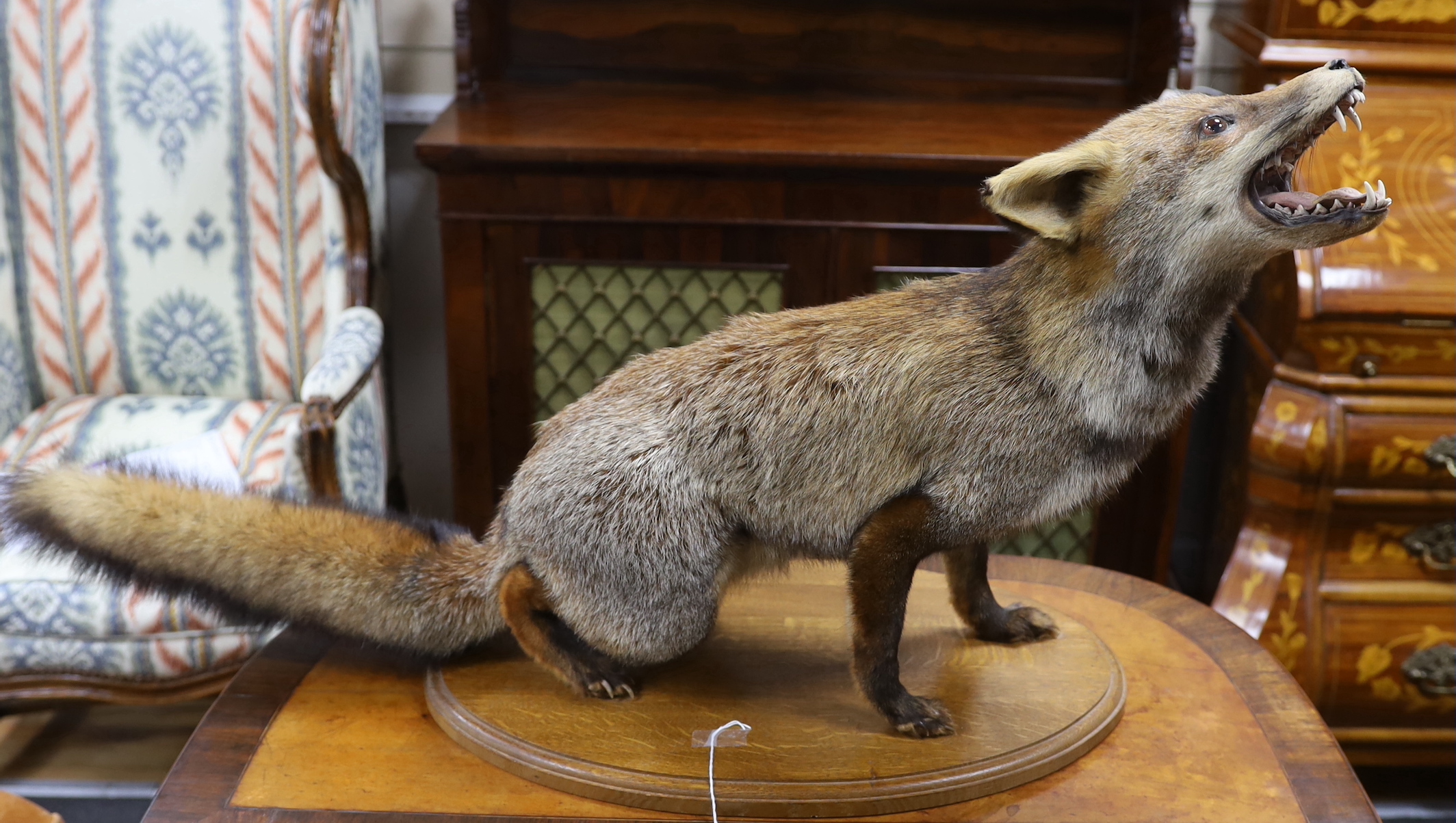 A taxidermy model of a fox on oval wooden stand, 100cms long (from head to tail)